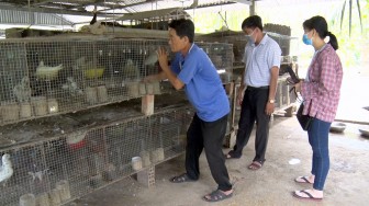 Mô hình nuôi chim bồ câu gà và trồng mít Thái