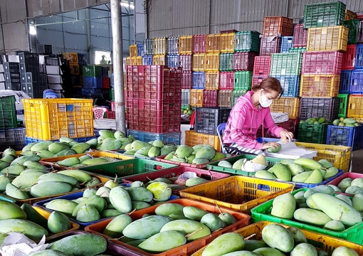 An Giang hỗ trợ thu hoạch và tiêu thụ nông sản trong tình hình dịch bệnh COVID-19