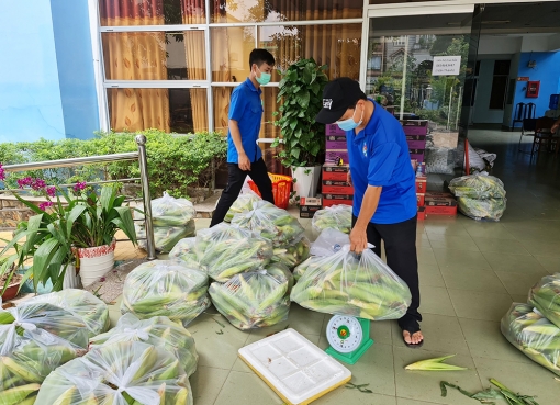 Tuổi trẻ An Giang hỗ trợ tiêu thụ bắp