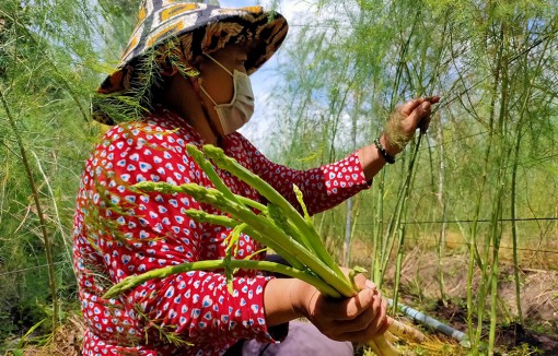 Nữ nông dân sản xuất giỏi