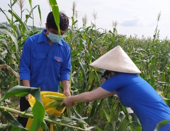 Phú Tân: 6 tấn bắp tặng cho các “Gian hàng 0 đồng”