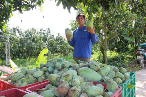 An Giang thành lập Tổ phản ứng nhanh, bộ phận giúp việc hỗ trợ tiêu thụ và lưu thông nông sản trong tình hình dịch COVID-19