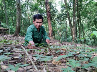 Kon Tum: Một ngôi làng nghèo bỗng dưng có nhiều tỷ phú nhờ trồng loài cây "báu vật" này