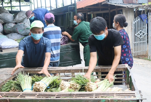 Hỗ trợ vận chuyển, tiêu thụ nông sản cho nông dân huyện Chợ Mới