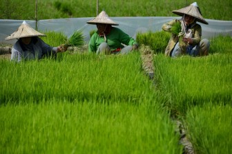 Thúc đẩy vai trò của phụ nữ ASEAN trong lĩnh vực nông nghiệp