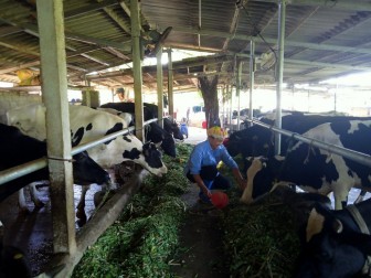 Chị nông dân Hà thành nuôi 24 con bò sữa, thu lãi nhẹ nhàng 30 triệu đồng mỗi tháng