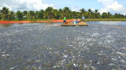 Thoại Sơn nỗ lực cho những tháng cuối năm