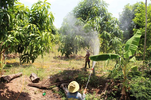 Hạn chế kích thích xoài cho ra hoa trái vụ