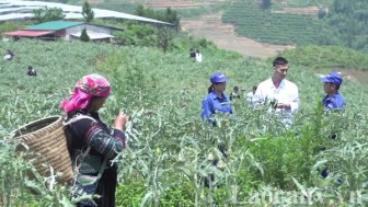 Lào Cai đưa dược liệu thành cây chủ lực trong phát triển nông nghiệp