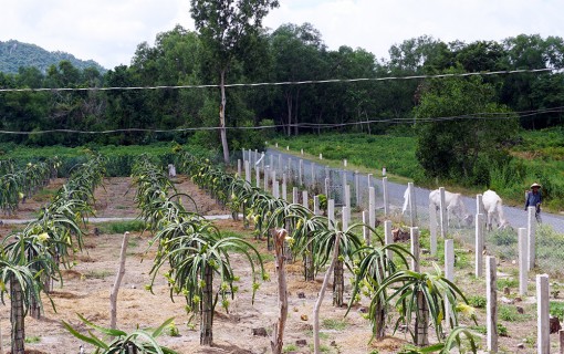 Tịnh Biên đẩy mạnh chuyển đổi cơ cấu cây trồng, vật nuôi