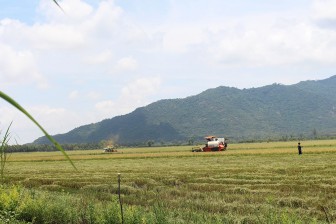 Giá lúa giảm 400-500 đồng/kg do tiêu thụ khó khăn