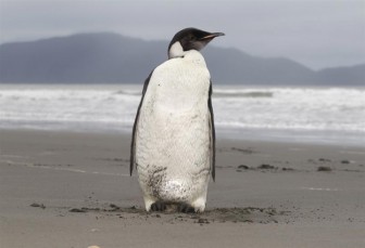 Dự báo 98% chim cánh cụt Hoàng đế biến mất vào năm 2100