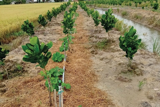 Hỗ trợ thanh niên phát triển kinh tế