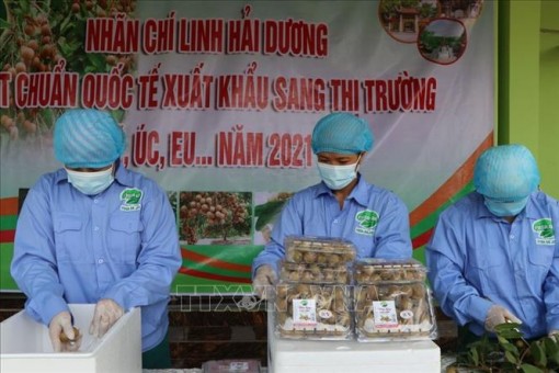 Hải Dương mở vườn thu hái nhãn xuất khẩu
