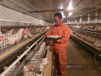 Hà Nội: Giám đốc 8X nuôi gà đẻ ra "Trứng cà gai leo" độc nhất vô nhị