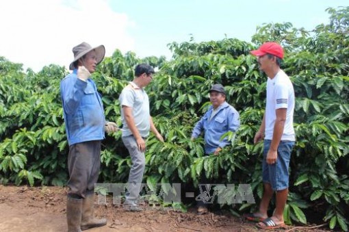 Tín hiệu vui cho xuất khẩu cà phê của Gia Lai