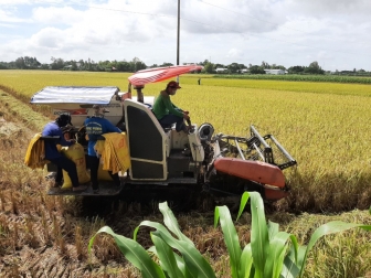 Phú Tân thu hoạch và tiêu thụ nông sản trong tình hình dịch bệnh