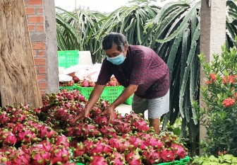 Ấn Độ cần 48 triệu tấn trái cây/năm, thanh long Việt Nam tìm đường bán sang thị trường 1,4 tỷ dân