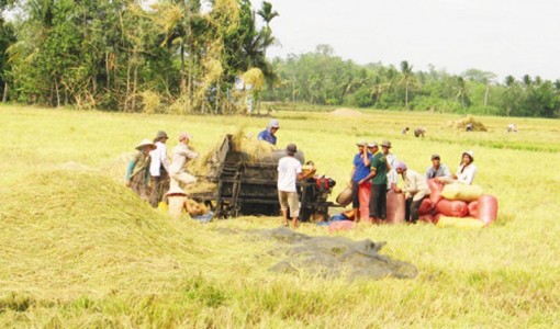 Yêu cầu ngân hàng hỗ trợ doanh nghiệp thu mua, tạm trữ thóc, gạo