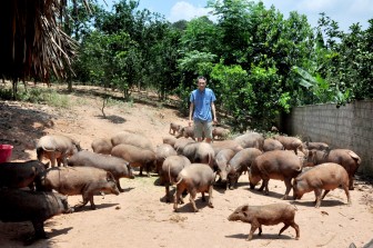 Hà Giang: Nuôi lợn rừng la liệt chỉ cho ăn cỏ, ăn lá, dù trang trại ở xa nhiều người vẫn muốn kéo đến xem