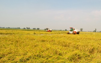 Chủ động sản xuất lúa trong bối cảnh dịch bệnh COVID-19