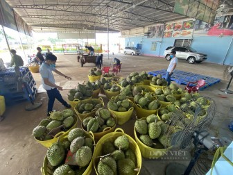 Đắk Lắk: Giá sầu riêng đạt trên 40.000 đồng/kg và đang tăng dần