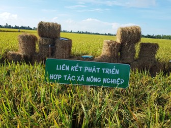 Kỳ vọng Liên hiệp hợp tác xã lúa gạo đầu tiên của An Giang