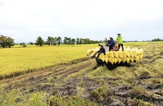Châu Phú hỗ trợ nông dân thu hoạch và tiêu thụ nông sản