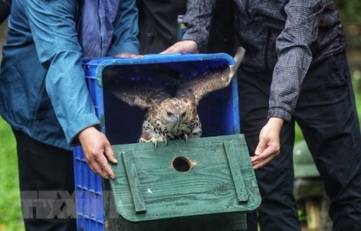 Gần 470 loài chim bị tuyệt chủng trong vòng 50.000 năm qua