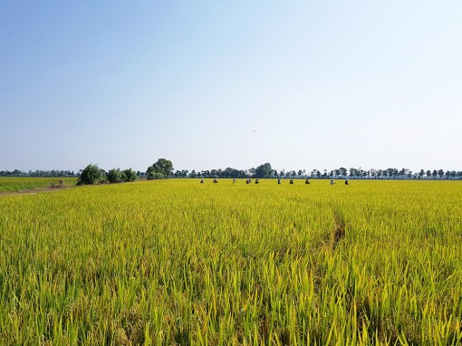 Một người đi cắt lúa ở Tri Tôn nghi nhiễm COVID-19