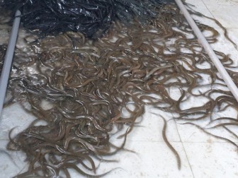 Phú Yên: Nuôi lươn không bùn dày đặc trong bể lát gạch men, anh trai làng giàu hẳn lên