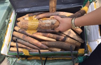 Hơn 15 tấn ngà voi tịch thu tại cảng chưa xác định được chủ hàng