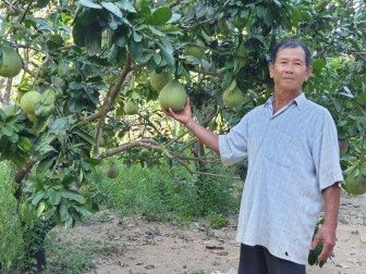 Phú Yên: Trồng vườn cây ăn trái đặc sản bán cho siêu thị lớn, ông nông dân này khá giả hẳn lên