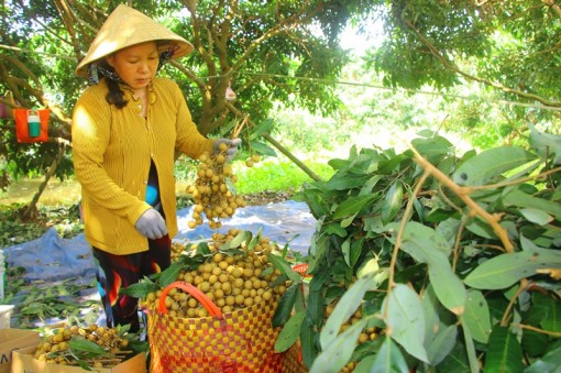 Đẩy mạnh tiêu thụ nông sản, ổn định sản xuất nông nghiệp