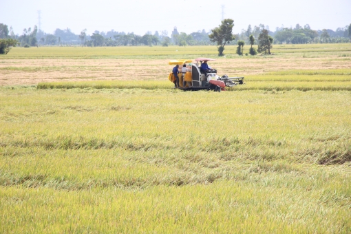 Ngân hàng Nhà nước chi nhánh An Giang đề nghị mở rộng hạn mức tín dụng cho vay vốn đối với các doanh nghiệp thu mua lúa gạo
