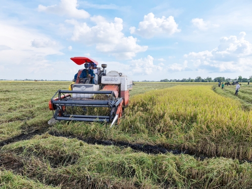 Giá lúa tăng nhẹ trở lại