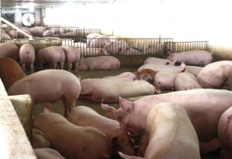 Giá lợn hơi giảm xuống đáy, thấp nhất 2 năm qua