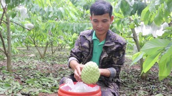 Người Thái ở Sơn La thu tiền tỷ từ loại cây cho trái "khổng lồ" nặng 1kg/quả mà nhìn đâu cũng thấy mắt