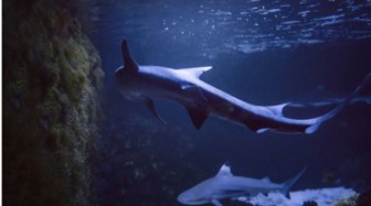 Cá mập cái sinh con sau một thập kỷ không gặp con đực