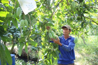 Chuyển đổi 34.081ha từ đất trồng lúa kém hiệu quả sang rau, màu và cây ăn trái