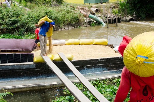 Nông dân phấn khởi quay về chuỗi liên kết nông sản