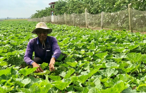 Đẩy mạnh sản xuất rau màu, đáp ứng nhu cầu thị trường