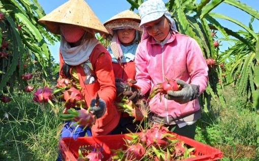 Mở rộng thị trường tiêu thụ thanh long