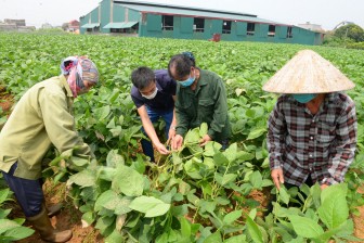 Bắc Giang: Vì sao nông dân ở đây trồng đậu tương rau, nuôi gà ri lại không lo chuyện bán chác?