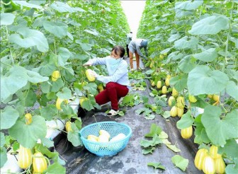 Bắc Giang hỗ trợ tài chính cho các hợp tác xã nông nghiệp