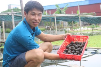 Nam Định: Nuôi con "siêu đẻ” ở khu ruộng bỏ hoang, anh nông dân 8X thu nhập hàng trăm triệu mỗi năm