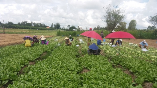 Chợ Mới hỗ trợ tiêu thụ cho nông dân hơn 659.600 tấn nông sản các loại