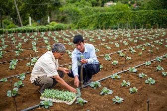 Bình Định: Nông dân chân đất làm việc như "chuyên gia", trồng rau, trồng cây ăn trái siêu thị sẵn sàng mua