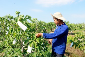 Chuyển đổi cây trồng thích ứng thổ nhưỡng tại xã Lương An Trà