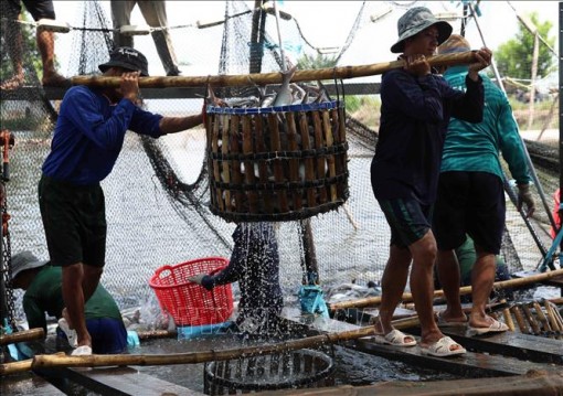 Hàng nông, lâm, thủy sản xuất siêu khoảng 3,3 tỷ USD